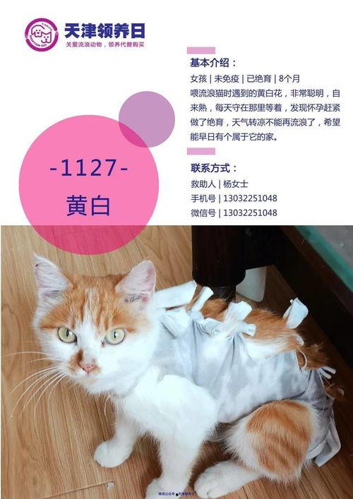 领养在线观看  第1张